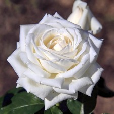 Seedling rose 