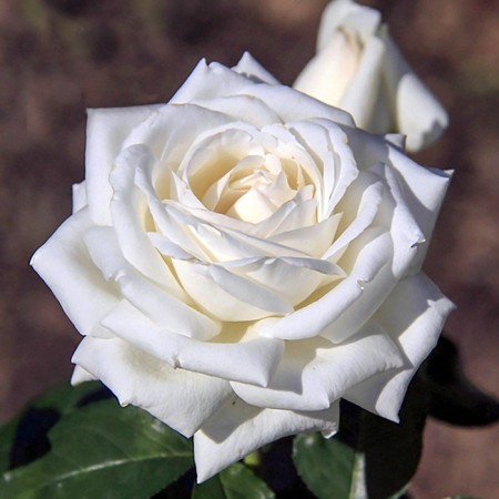 Seedling rose "Boeing", tube, spring 2025