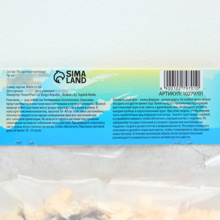 Gloxinia "Blanche de Meru", rr 5/6, 2 pcs-2
