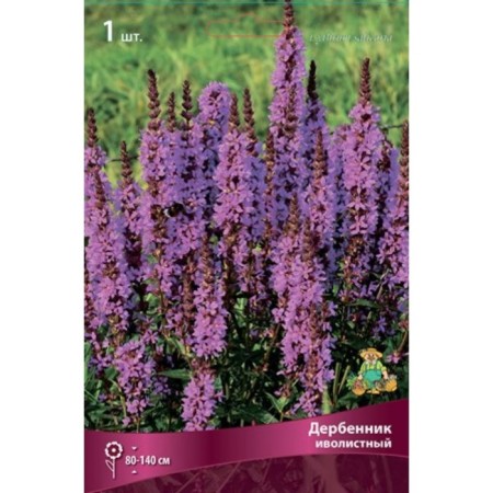 Derbennik "Ivolitny", 1 pc, rr I, spring 2025-2
