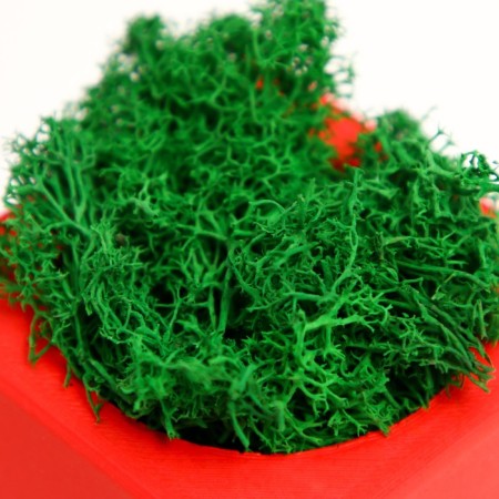 Concrete Kashpo "Player bone" with Moss red with black 7x7x7 cm (moss green stabilizir)-4
