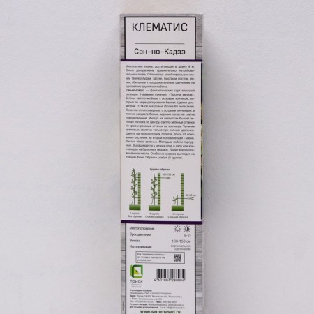 Clematis large-flowered "Sen---Kaje", 1 pc, tube, spring 2025-1