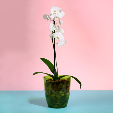 Pot for orchids, 2 l, 14.8 × 16.2 cm, round, plastic, transparent green-2