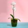 Pot for orchids, 2 l, 14.8 × 16.2 cm, round, plastic, transparent green