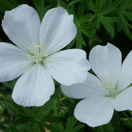 Geranium is blood red album, rr I, 1 pc, spring 2025