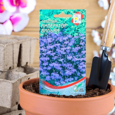 Lobelia flowers "Emperor William", 1000 pcs