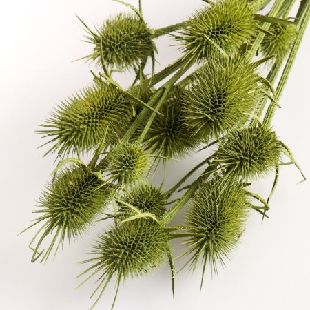 Set of dried flowers "Brush", banch 7-8 pcs, length 50 (+/- 6 cm), green-2