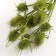 Set of dried flowers "Brush", banch 7-8 pcs, length 50 (+/- 6 cm), green