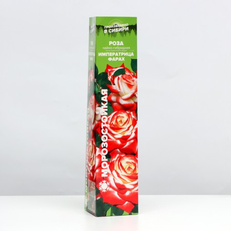 Rosa seedling Empress Farah, 1pc, Spring 2022
