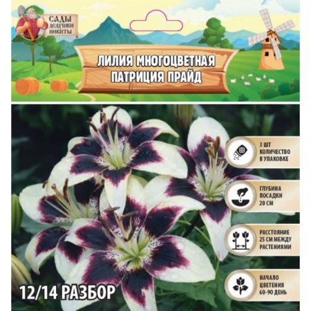 Lilia multicolor "Patricia Pride", rr 12/14, 3 pcs, spring 2024