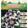 Lilia multicolor "Patricia Pride", rr 12/14, 3 pcs, spring 2024