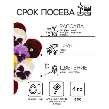 Viola seeds "Variet", F1,-1