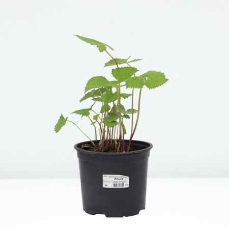 Buzunik narrow rocket, C3 pot, H10-50 height, 1 pc, summer 2024-2