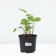 Buzunik narrow rocket, C3 pot, H10-50 height, 1 pc, summer 2024