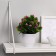 Bonsai in the pot "Fluffy Flower Bush" 8x16 cm, mix