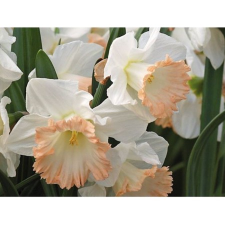 Narcissus Tubular British Gamble, 12/14 rr, 5 pcs, 40 h (cm), autumn 2024