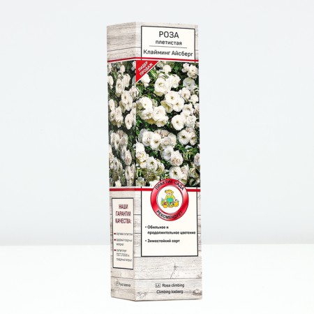 Seedling rose Plesy "Klaiming Iceberg", tube, 1 pc, spring 2025-1