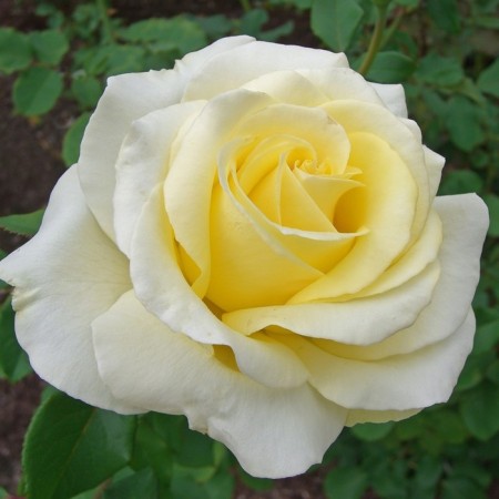 Seedling rose Elina, tea-hybrid tea, pot 2 l., Summer 2024