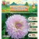 Georgina fringe "Sakura Fubuki", rr I, 1 pc, spring 2024