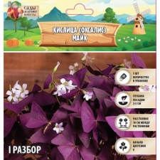 Kislitsa (oxalis) Mike, rr l, 5 pcs, autumn 2024