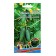 Cucumber seeds "marvelous", F1, 10-12 pcs.