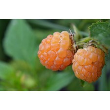 Raspberry repair varieties 