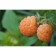 Raspberry repair varieties "Apricot" 1 pc, tube, spring 2025