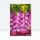 Gladiolus large-flowered "Lannon", district 10/12, 10 pcs, spring 2024