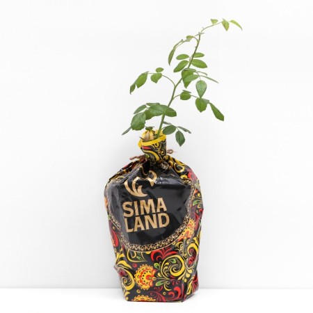 Seedling rose Florentin, climbing, pot 2 l., Summer 2024