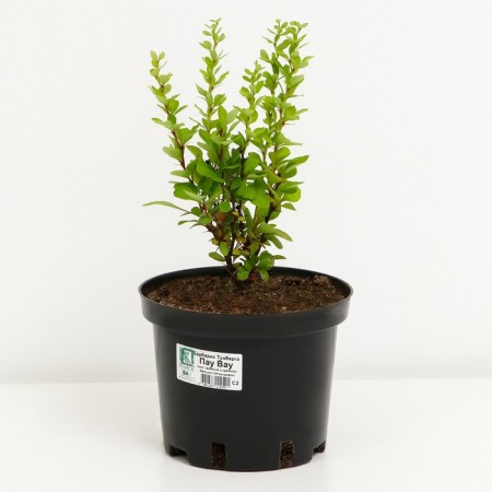 Barbaris Tunberg Pau Wow, C2 pot, H10-50 height, 1 pc, summer 2024-1