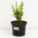 Barbaris Tunberg Pau Wow, C2 pot, H10-50 height, 1 pc, summer 2024