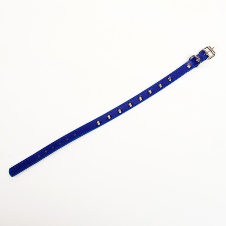 A collar with blunt spikes 38 x 1.5 cm, Osh 26-33, frost-resistant PU, blue-3