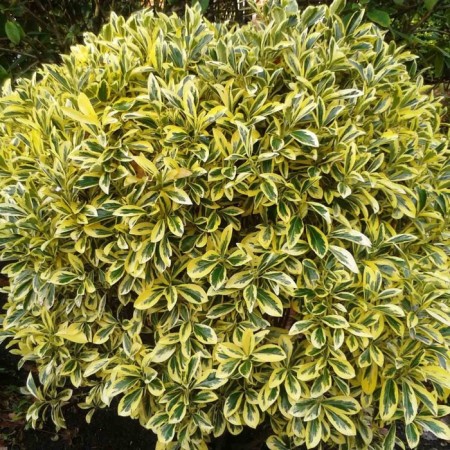 Sahenian birch bark Japanese "Microphylla albovar", P9 pot, summer 2024