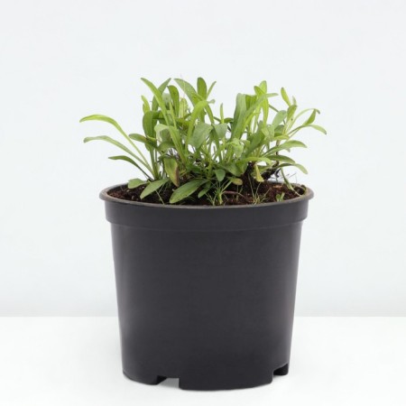 Astra Alpine Goliath, pot C2, 1 pc, summer 2024-1