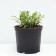 Astra Alpine Goliath, pot C2, 1 pc, summer 2024