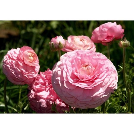 Ranunculus Lutik Pink, river 7/8, 3 pcs, economy, autumn 2024-1
