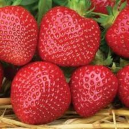 Strawberry seedlings Friga Malvina A+ (15-20 mm), P9 pot