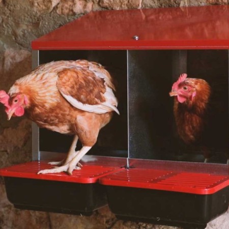 Nest for chickens of layers Platinum, 2 sections, with an ovum-3
