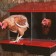 Nest for chickens of layers Platinum, 2 sections, with an ovum