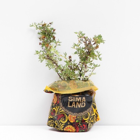 Sahenian Kuril tea (cinquefoil) Living Delight, pot P9, Summer 2024