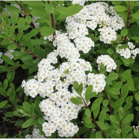 Saperian Spirea Holvardes Silver, P9 pot, summer 2024
