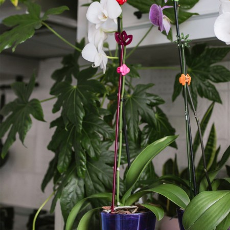 Support for orchids, h = 44 cm, plastic, raspberry, mix-6