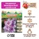 Gladiolus stunted "impressive", rr 10+, 7 pcs,