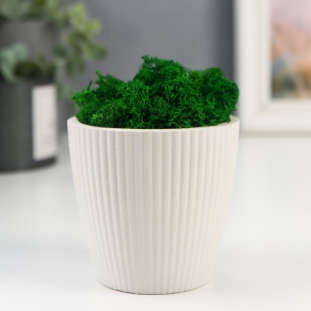 Kashpo concrete "Beauty" height 8 cm white with moss (moss green stabilized)