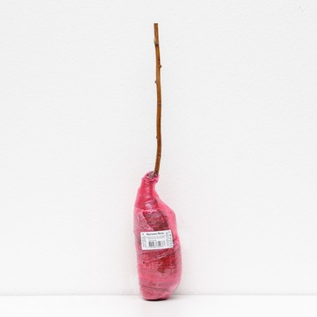 Raspberry promising varieties "Lel", 1 pc, tube, spring 2025-1