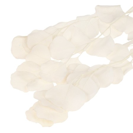 Sukhotzet of peach wood, 50 g, length - 70 cm, white color-4
