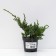 Juniper scaly "Holger", P9, 1pc, h 3-20 cm, summer 2024