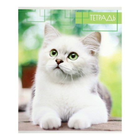 A set of notebooks of 5 pieces, 48 ​​sheets in the Calligrata “kittens” cage, covered cardboard, offset block-3