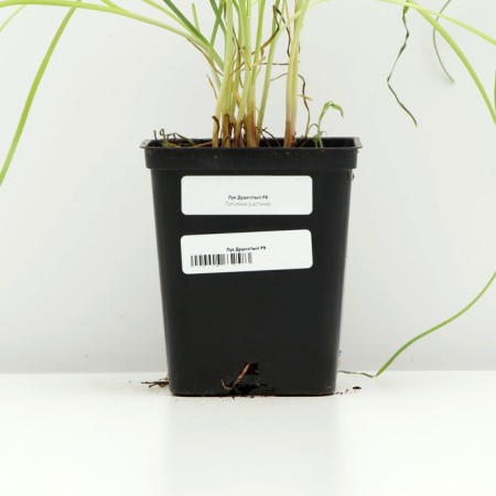 Fragrant onion, P9 pot, 1 pc, spring 2024-3