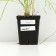 Fragrant onion, P9 pot, 1 pc, spring 2024
